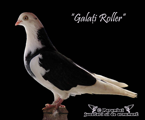 Galati roller