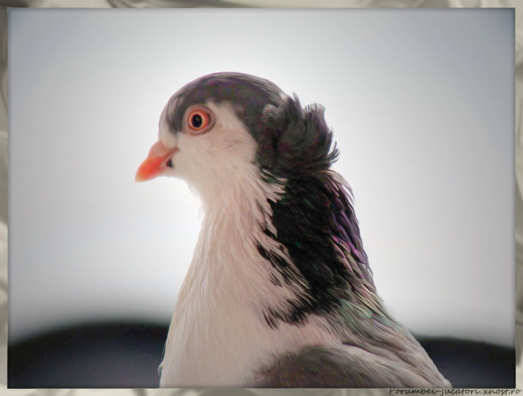 Crested galati roller hen